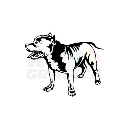 American Pit Bull Terrier